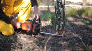 Best Tree Removal Services  in Monticello, FL